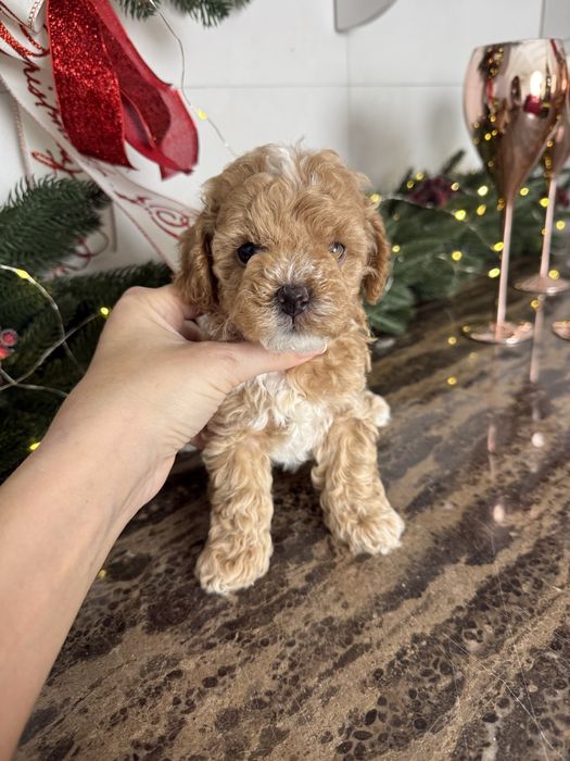 Карамельні мальтипу