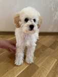 Bichpoo, poochon pies gotowy do odbioru. Pudel i bichon frise