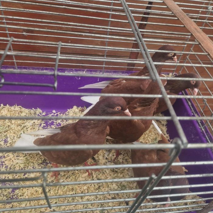 Wyszfance kończate czarne, czerwone