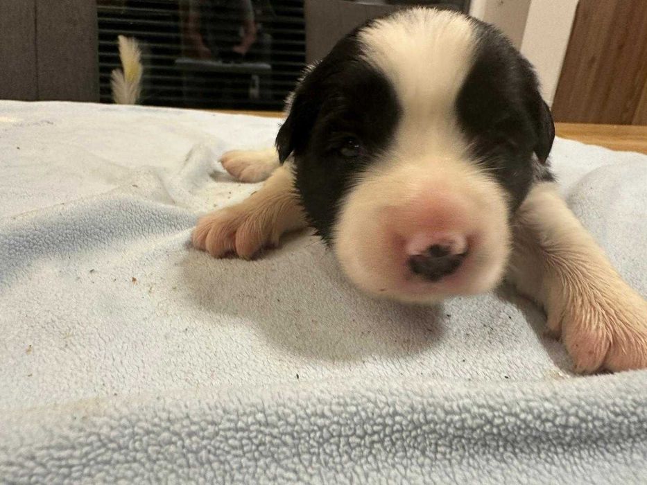 Border Collie suczka biało czarna