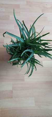 Aloes w donniczce