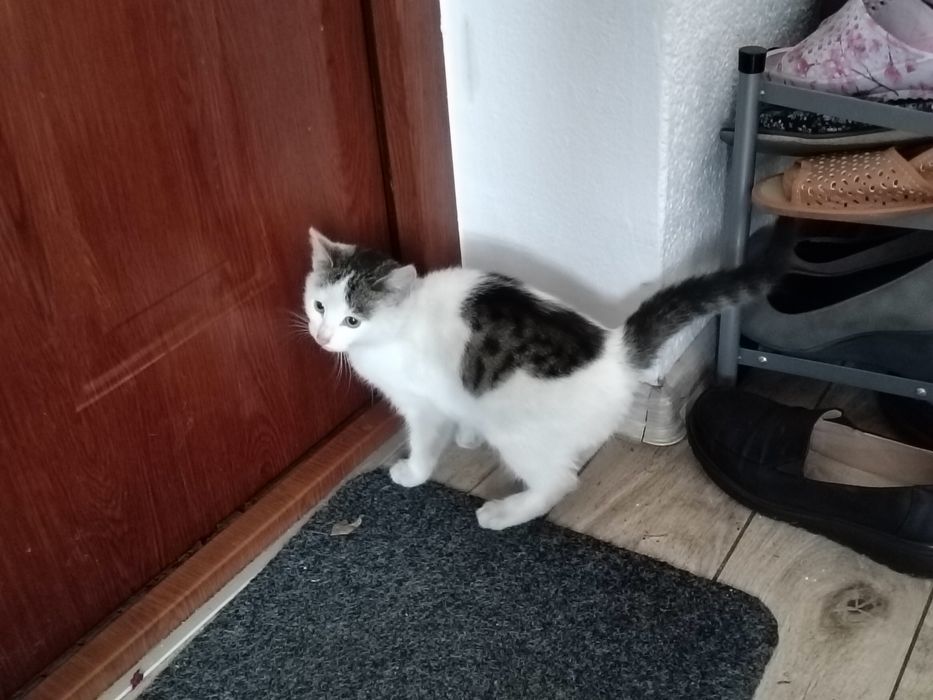 Oddam kotkę w dobre ręce