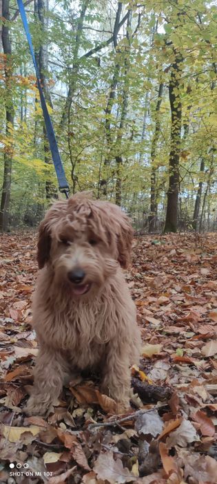 Suczka goldendoodle red