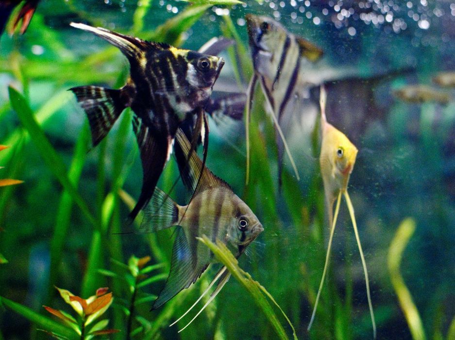 Escalar Sortido  Pterophyllum scalare