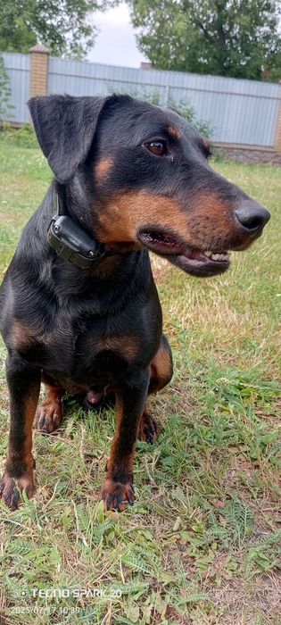 Ягдтер`єр,   в`язка