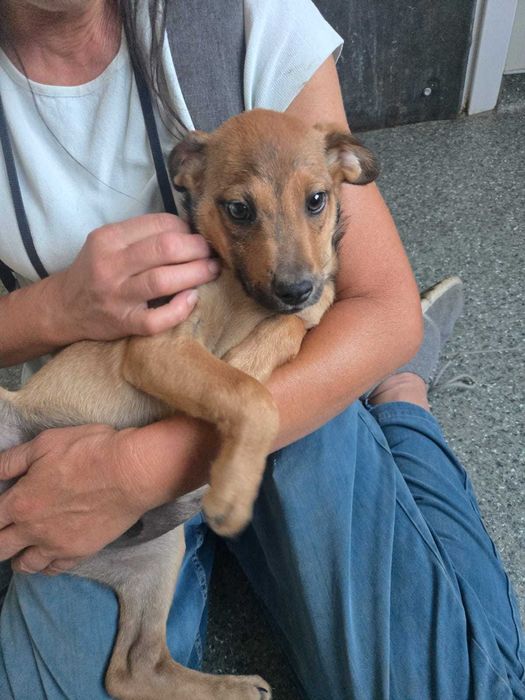 TOFIK cudowny szczeniak uratowany w Bułgarii do adopcji