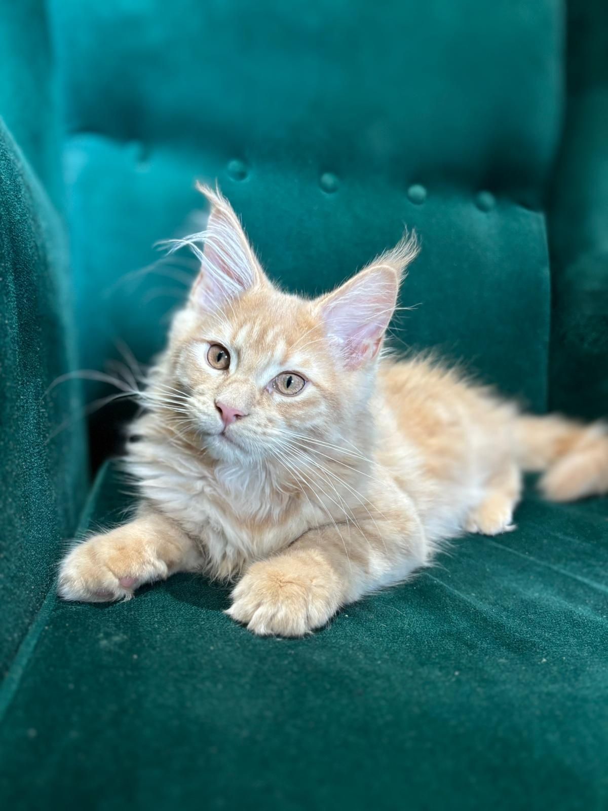 Rudy kocurek Maine Coon