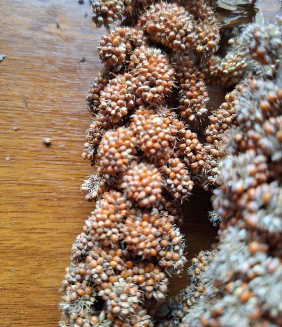Proso senegalskie Danimo II gatunek 0,5 kg. Pokarm dla papug