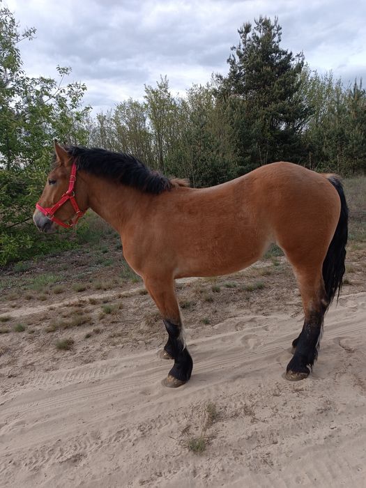 Sprzedam klacz zimnokrwistą