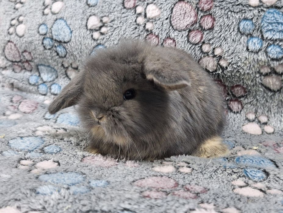 Króliczek Baranek Mini Lop