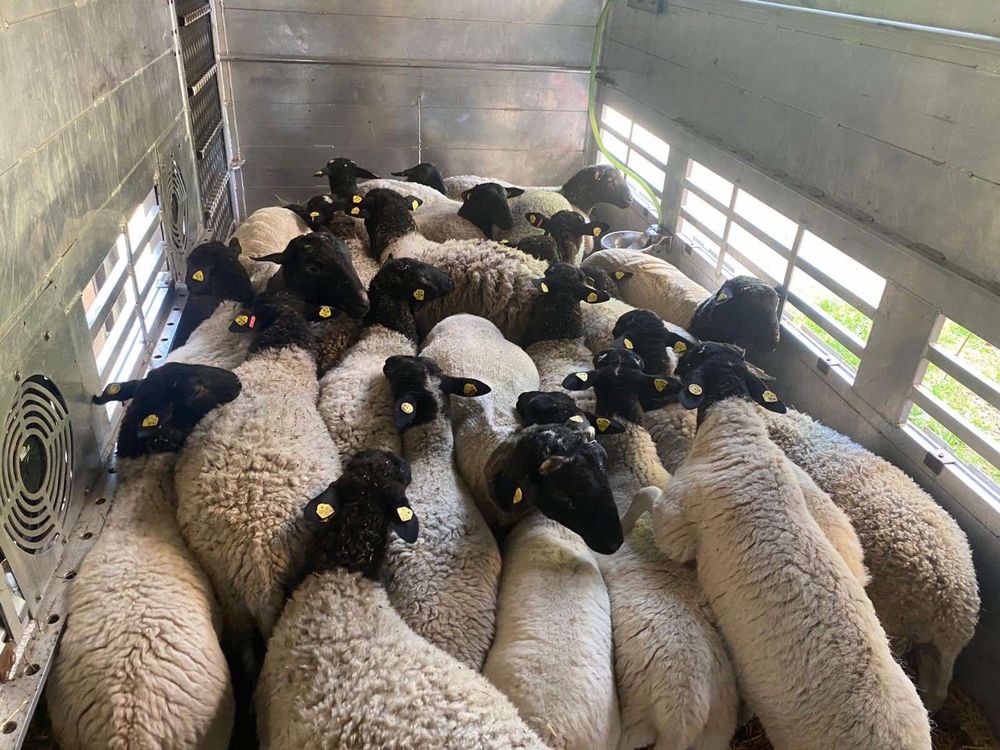 Продаю вівці породи Дорпер