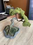 Piękne drzewko bonsai