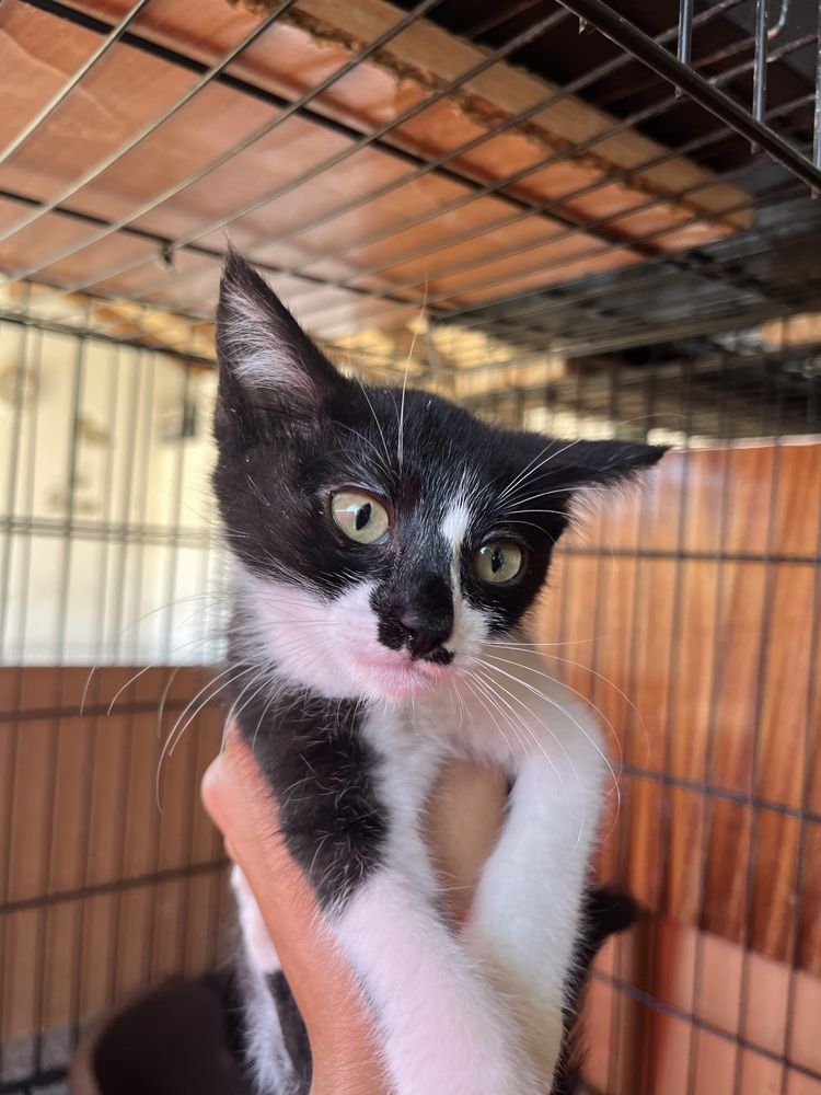Didi- Um obra de arte num gato!