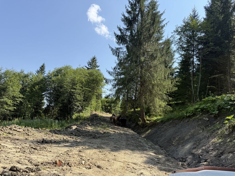 Ділянка з лісом .