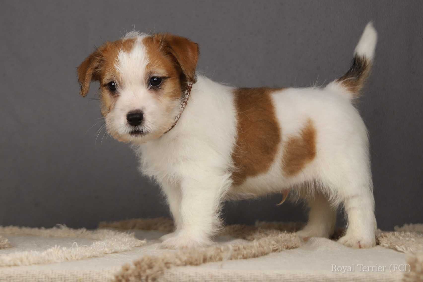piesek Jack Russell terrier ZKWP/FCI szorstkowłosy