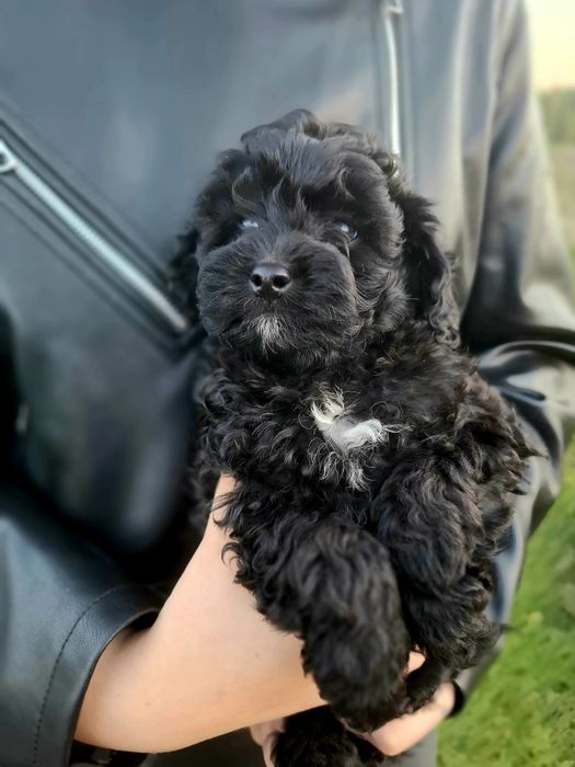 Shihpoo szczenię piesek chłopczyk shih tzu pudel