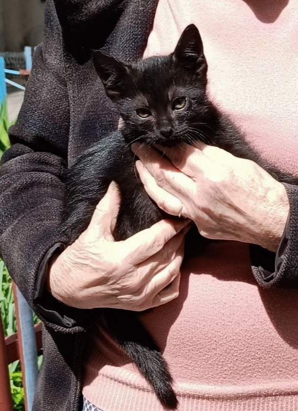 Кошеня шукає родину