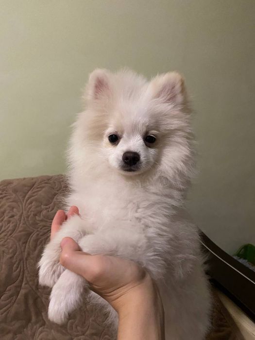 Померанський шпіц