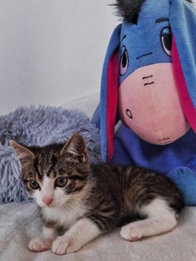 Biało bury kotek,młodziutki kocurek,wesoły,do adopcji