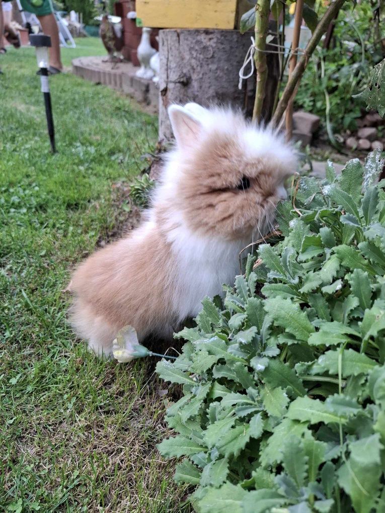 Królik  króliczki Teddy