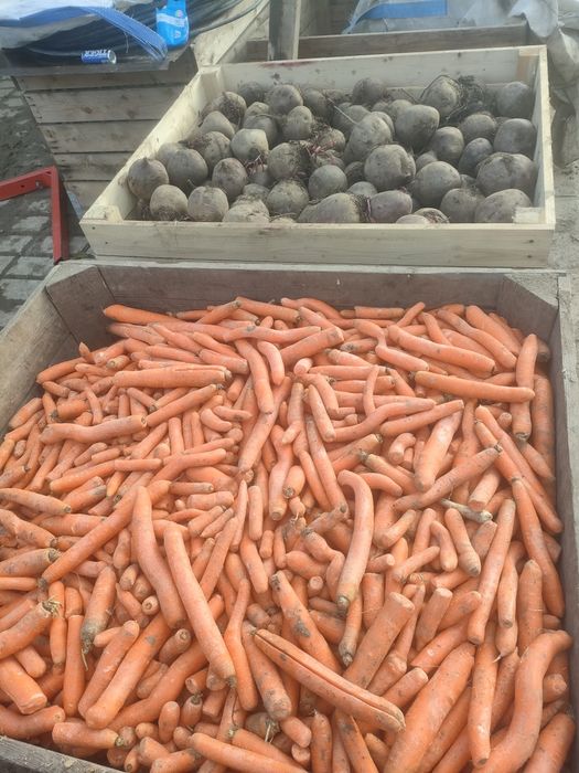 Marchew, buraki, ziemniaki