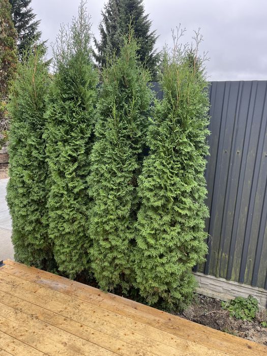 Tuje tuja thuja szmaragd ok 260-290 cm
