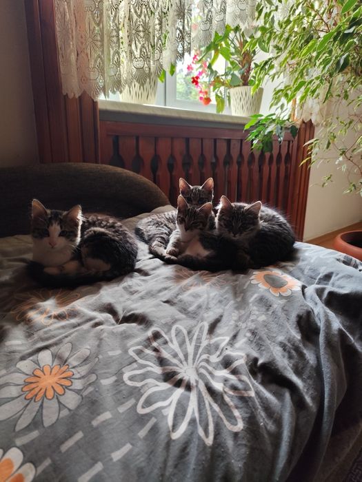 Cztery małe koty szukają domu