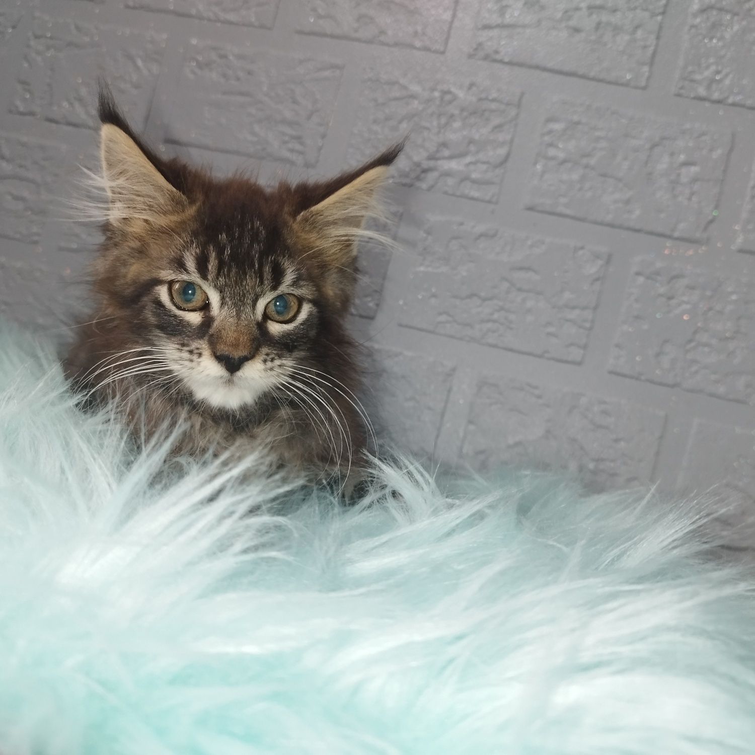 Maine Coon kocurek