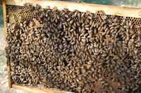 Бджолопакети ( Карпатка)