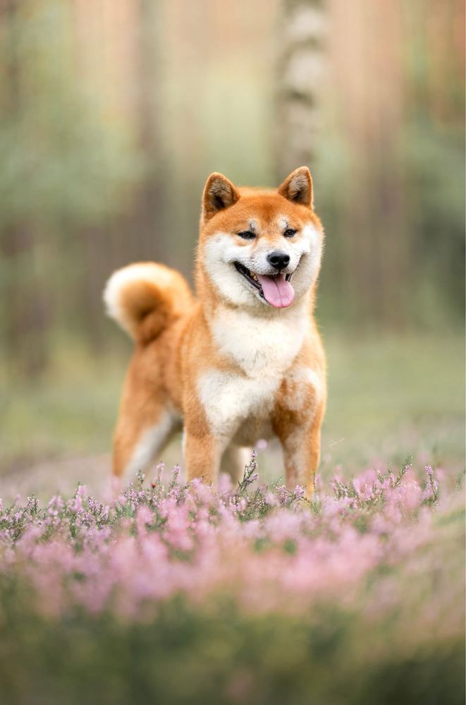 Shiba inu reproduktor