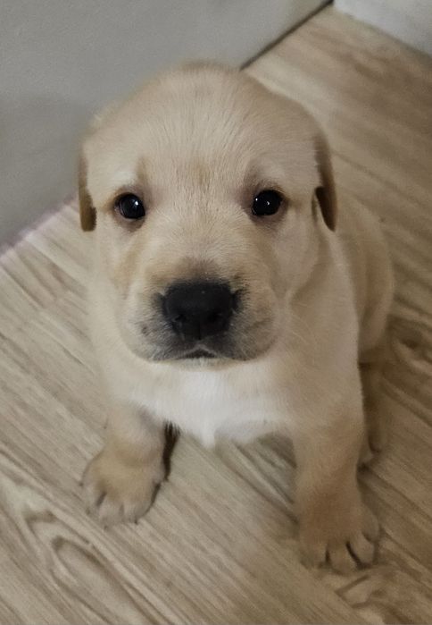 Продажа чистокровных щенков лабрадора палевого окраса