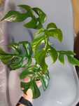 Rhapidophora Tetrasperma Monstera Minima