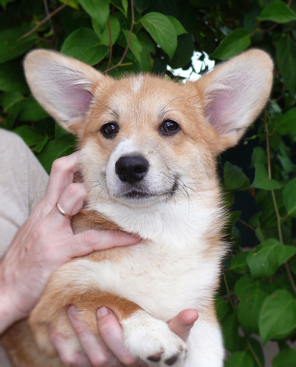 Рудий коргі хлопчик, бобтейл