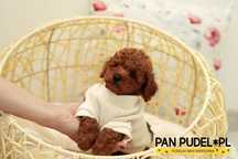 Pudel Toy Niespotykany Piesek Red Brown Już Do Odbioru