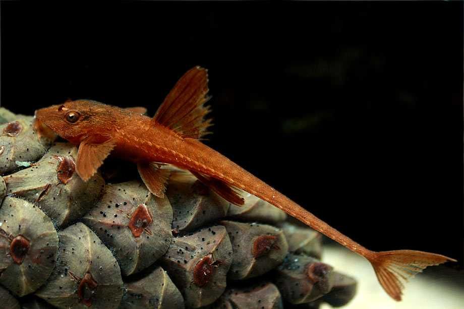 GB Loricaria RED Lizard, "Zbrojnik Czerwony" - dowóz ryb!