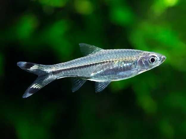 Rasbora Tesoura -  Trilineata XL