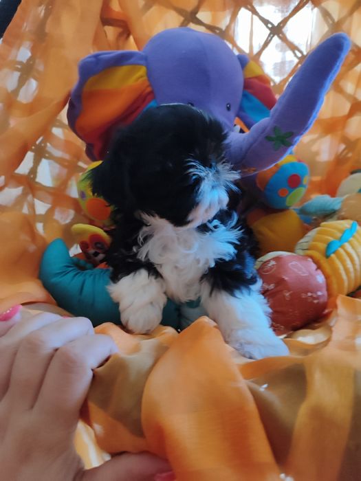 Shih tzu dziewczynka