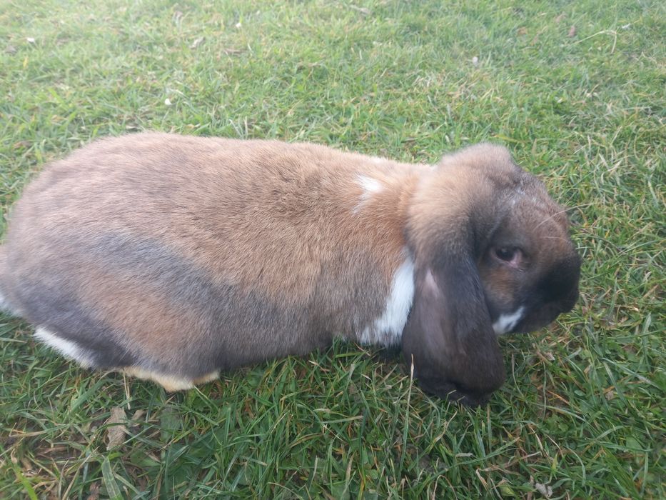 Кролики французького барана