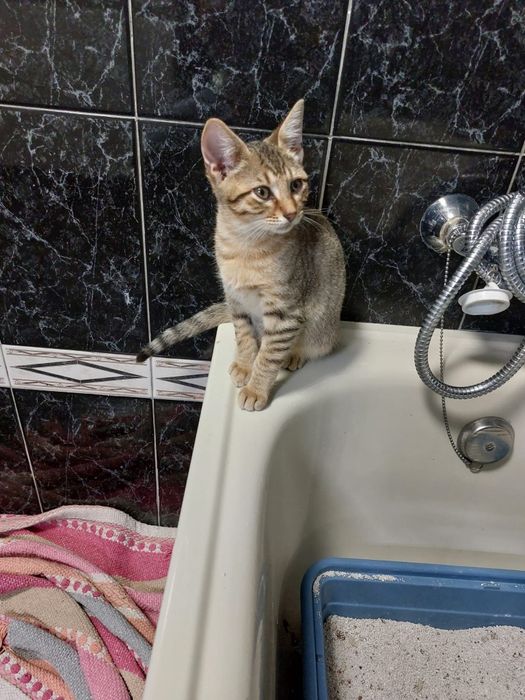 Gatinhos para adoção com esterilização gratuita