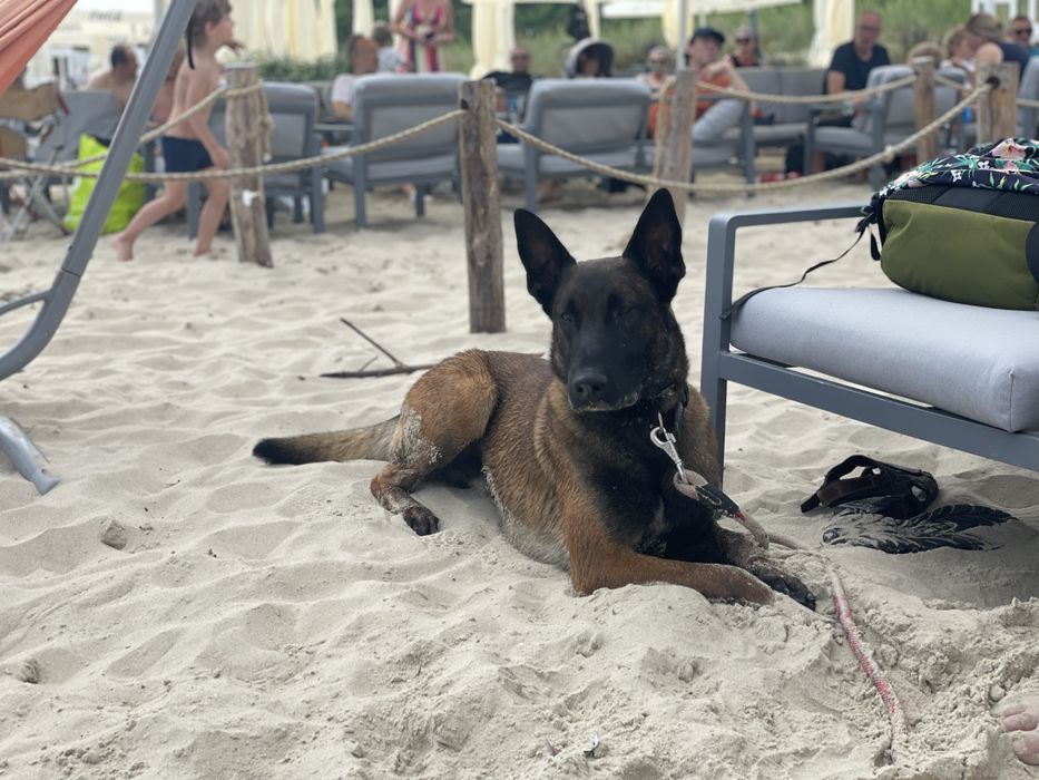 Owczarek belgijski malinois