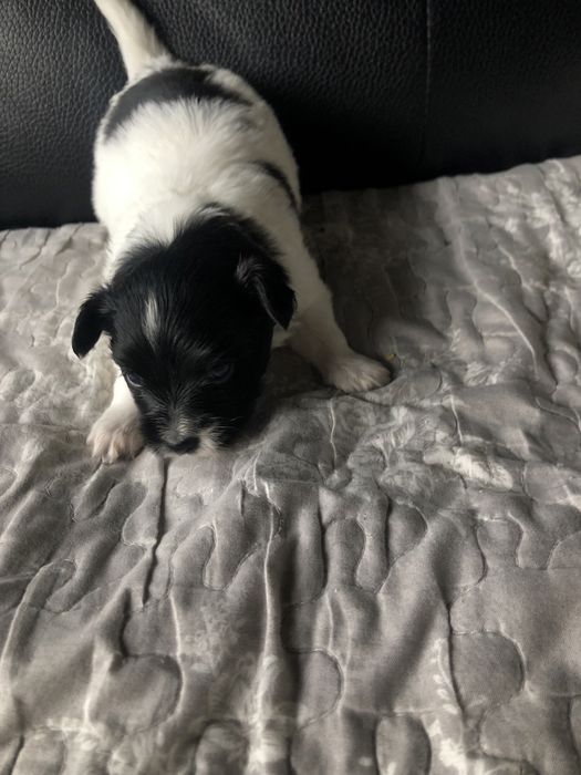 Spaniel kontynentalny papillon suczka