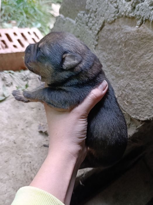 Віддам собак (щенята)