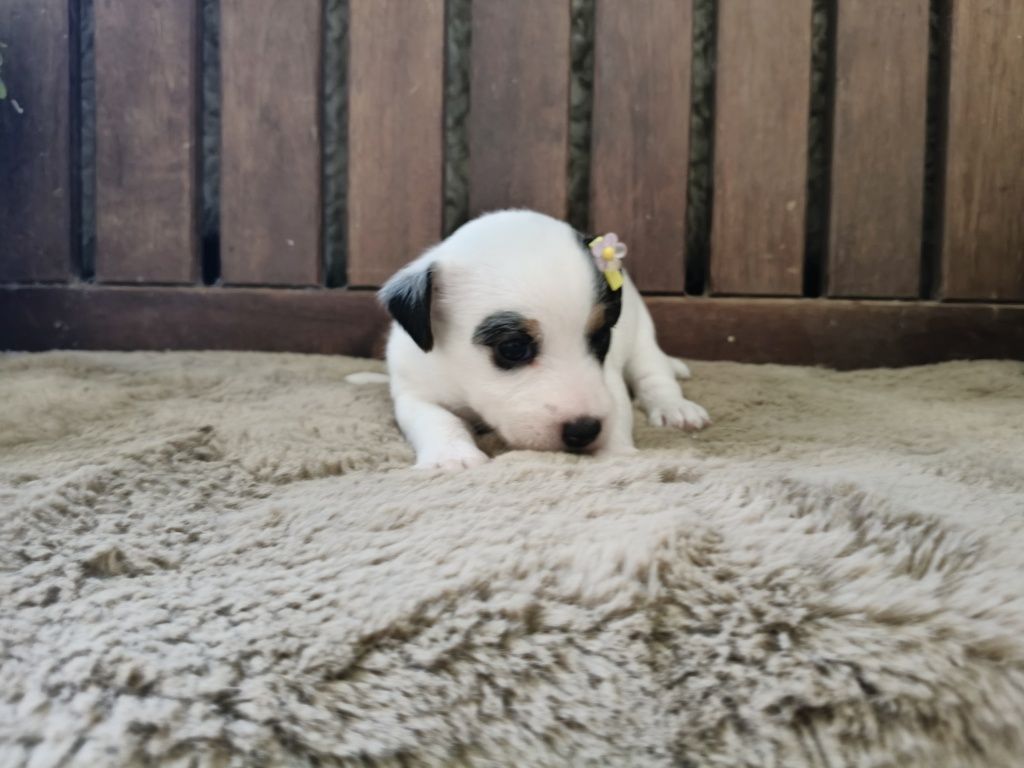 Jack Russell Terrier Fêmea