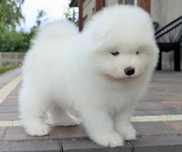 samoyed, wolna suczka, do odbioru koniec czerwca 2025, Sesto Senso FCI