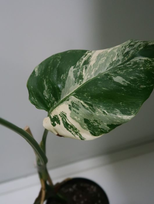 Монстера альба продажа Днепр