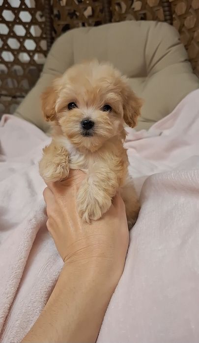 Мальтіпу Ф1 міні