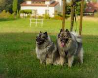 ZKwP Szpic wilczy wolfspitz keeshond rodowód