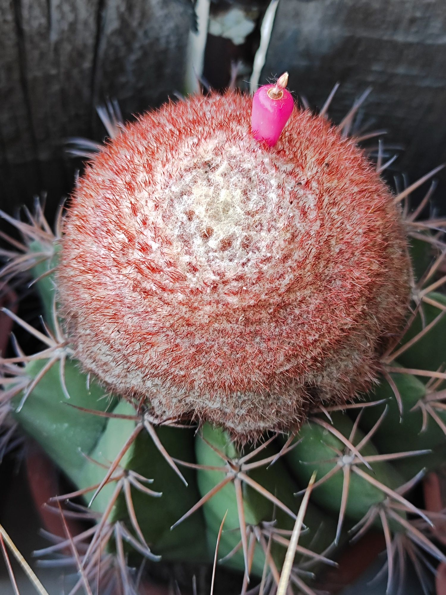 Кактусы и семена Astrophytum, Melocactus, Rebutia.