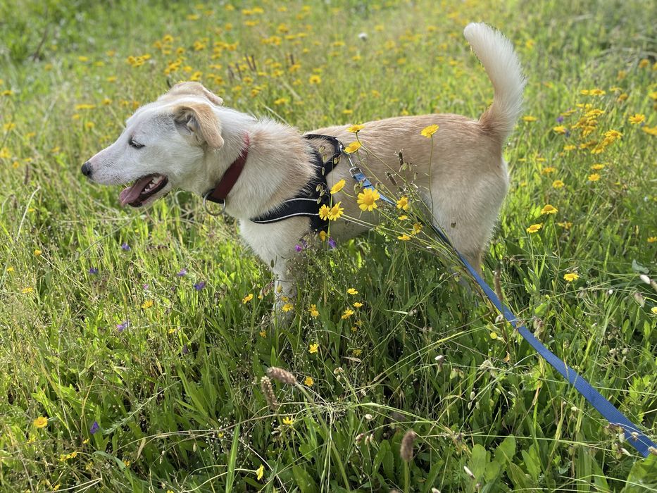 Cachorra Pronta para passeios e brincadeira