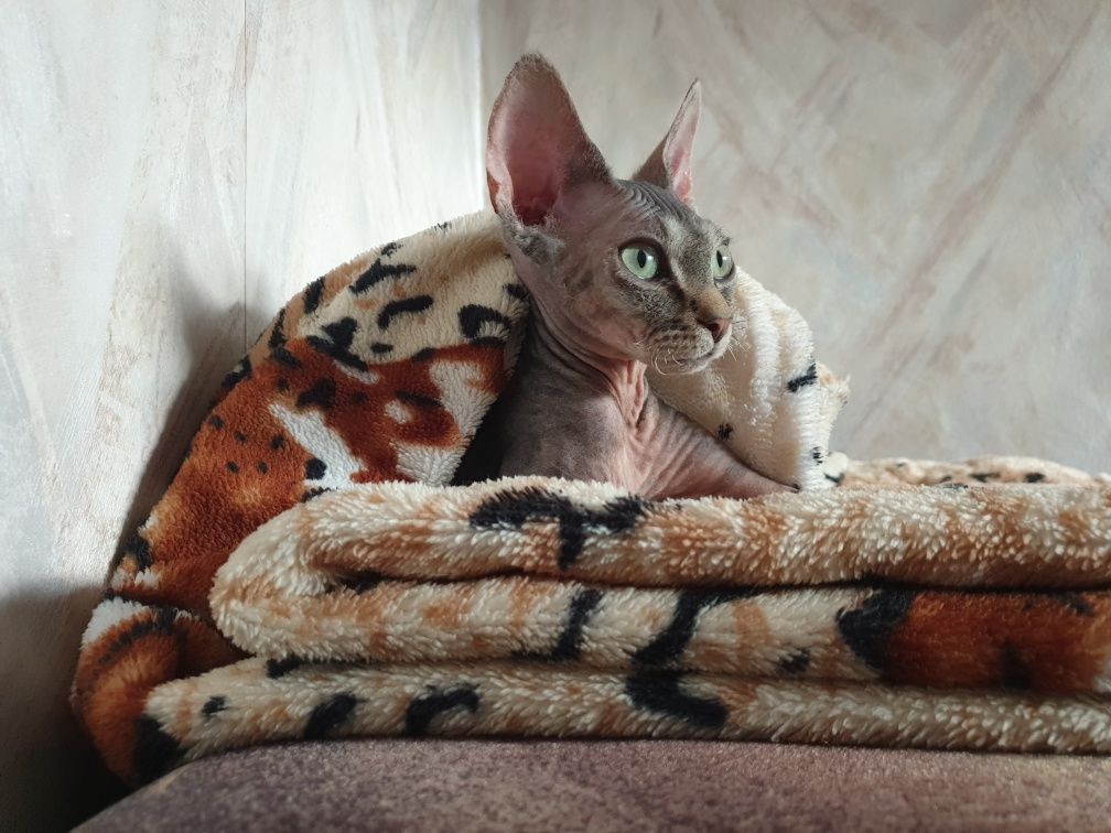 Перетримка Тварин,150/доба котик, котів/гризунів/собак